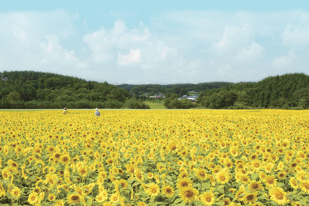 山の楽校 ひまわり